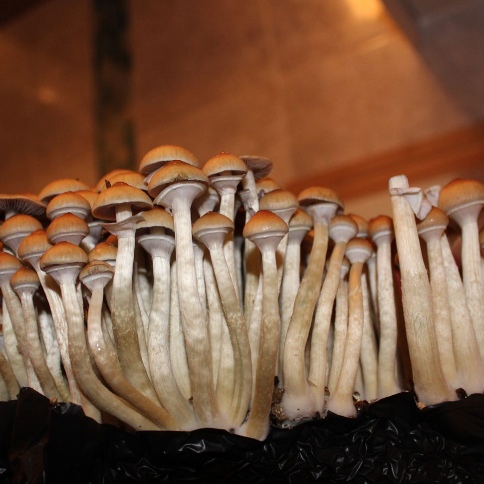 Psilocybe cubensis Penis Envy 6 Тexas