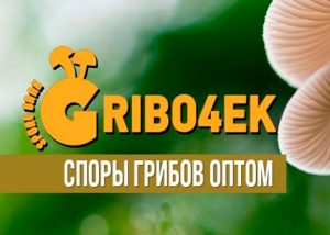 Споры грибов оптом - Gribo4ek