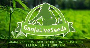 GanjaLiveSeeds – многоопытные новаторы рынка семян конопли