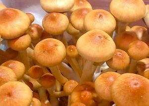 Споровые отпечатки галлюциногенных грибов Psilocybe cubensis Burma