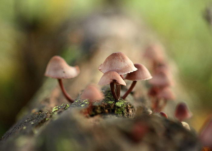 Где можно встретить шаманские грибы?
