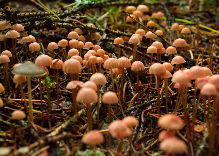 псилоцибиновые грибы