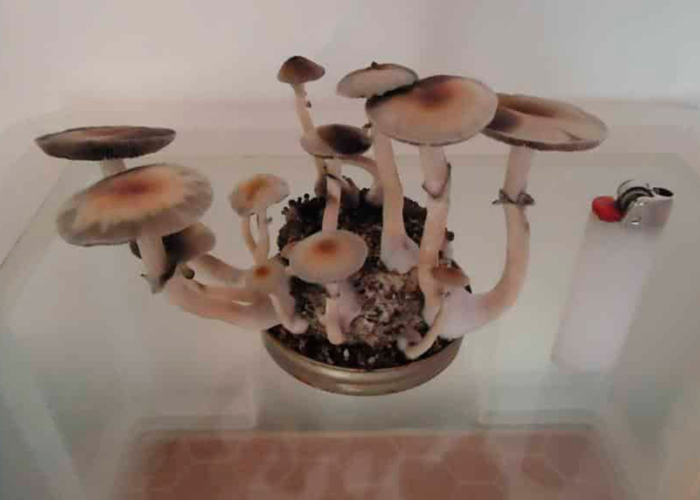 Как вырастить «магические» грибы 
