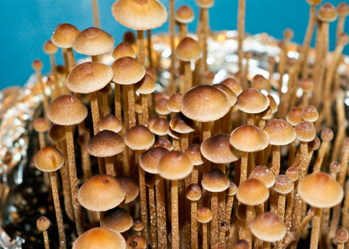 Культивирование магических грибов