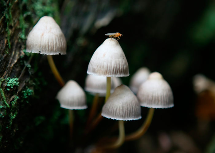 Какие бывают псилоцибиновые грибы?