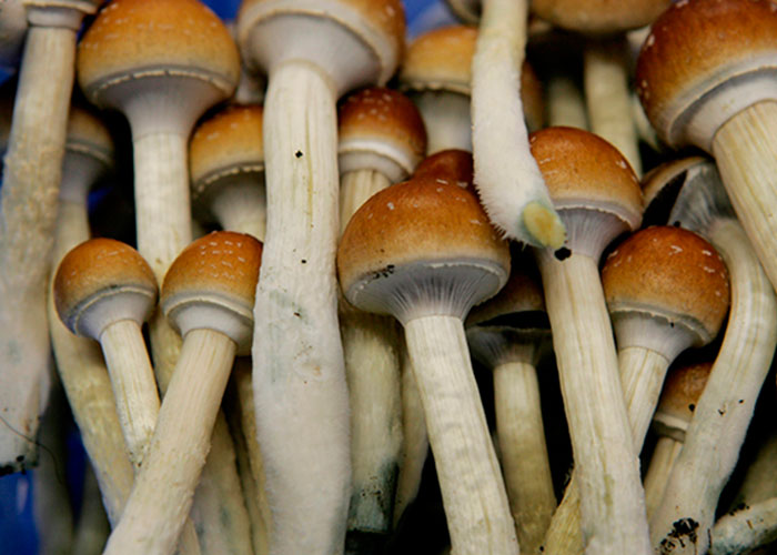Необычное влияние псилоцибиновых грибов на организм человека
