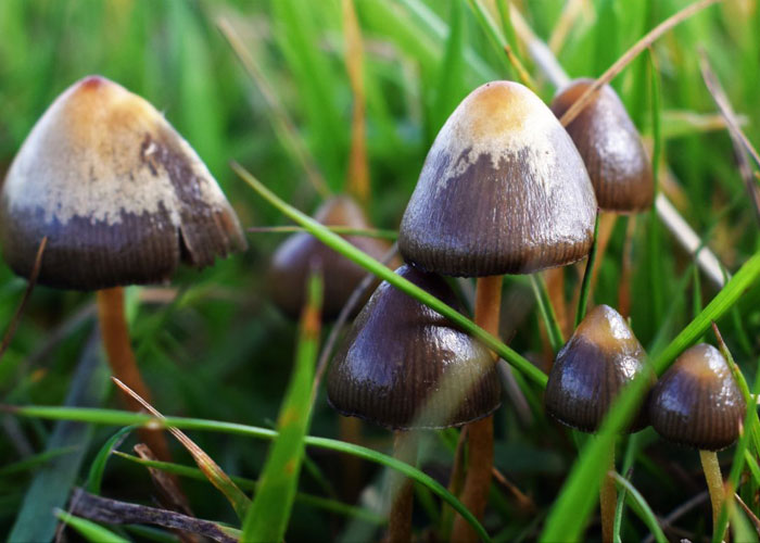 Изучение свойств грибов с псилоцибином и их законность РФ