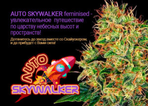 Auto Skywalker feminised