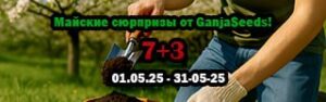 Майские сюрпризы от GanjaSeeds!