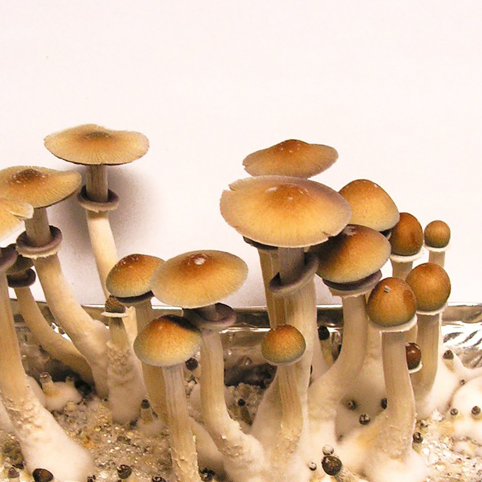 Регион произрастания Psilocibe cubensis Hawaii помог выработать грибу опред...