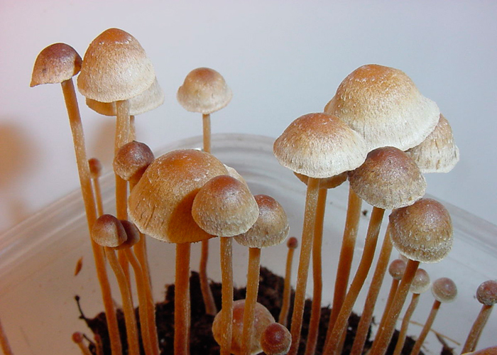 Выращивание грибов: подготовка и выращивание и пересадка мицелия ~Gribo4ek. Все о грибах